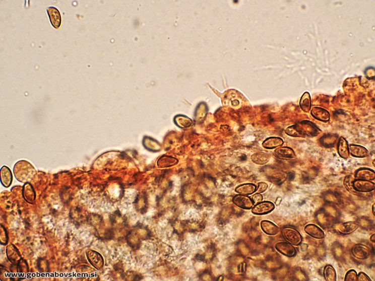 CONOCYBE DUMETORUM DARKO5
