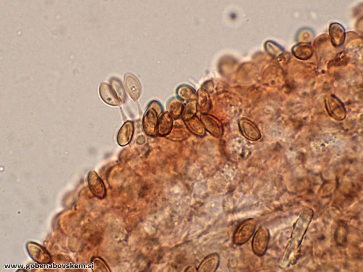 CONOCYBE DUMETORUM DARKO6