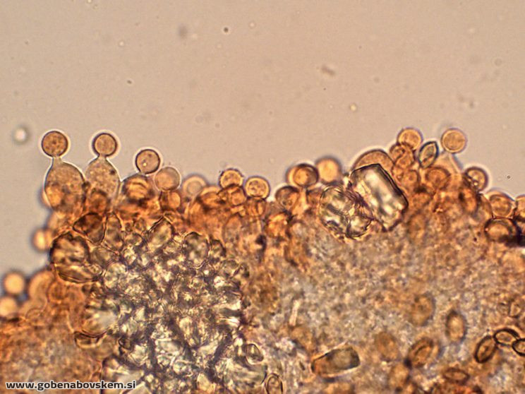 CONOCYBE DUMETORUM DARKO7