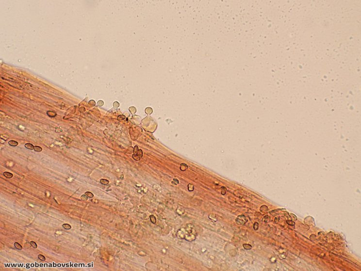 CONOCYBE DUMETORUM DARKO8