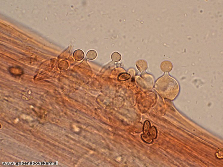 CONOCYBE DUMETORUM DARKO9