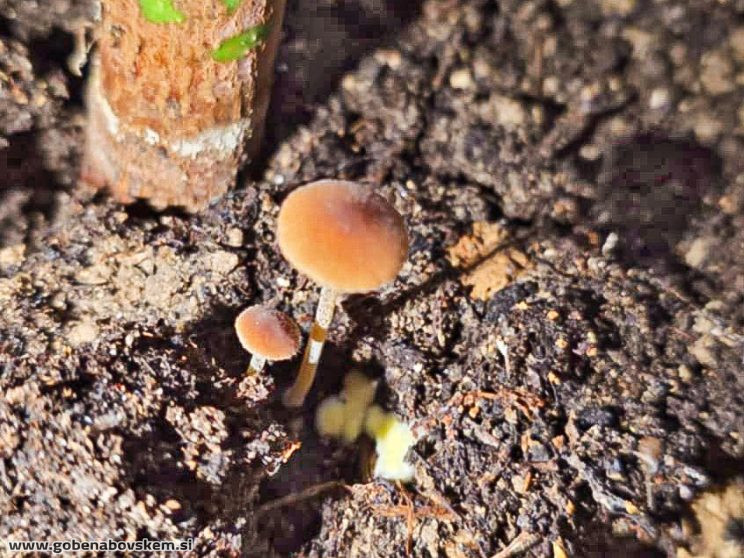 CONOCYBE DUMETORUM camraw