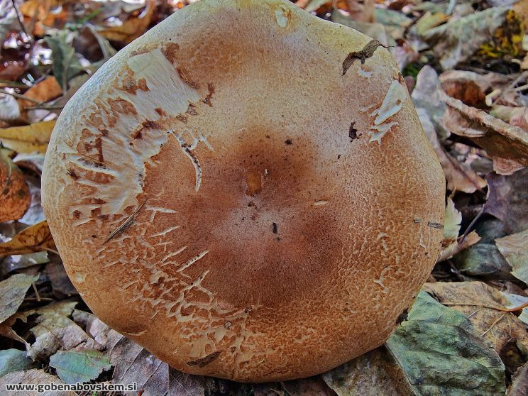 CORTINARIUS CLIDUHUS