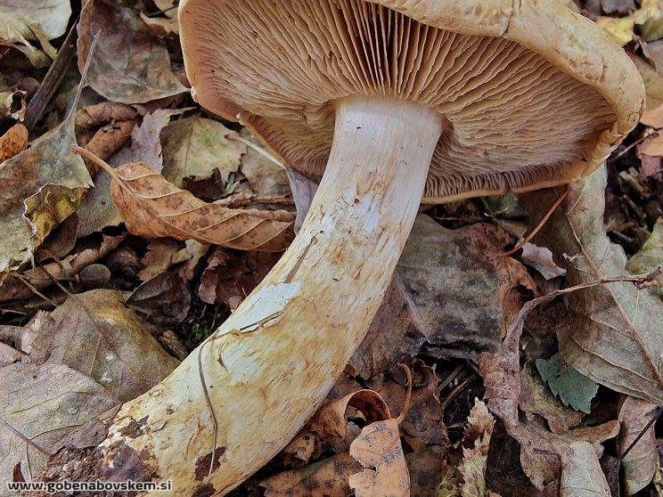 CORTINARIUS CLIDUHUS2