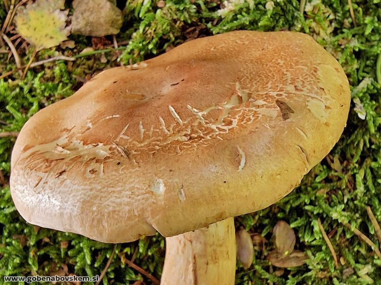 CORTINARIUS CLIDUHUS3