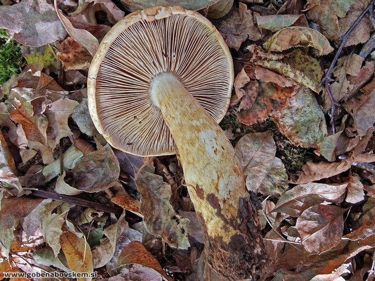 CORTINARIUS CLIDUHUS4