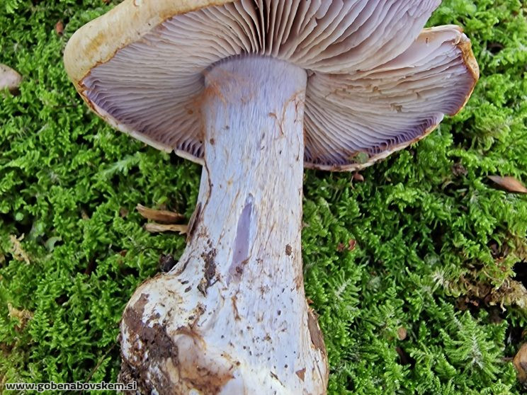 CORTINARIUS SUAVEOLENS