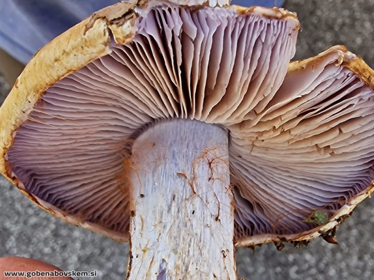 CORTINARIUS SUAVEOLENS2