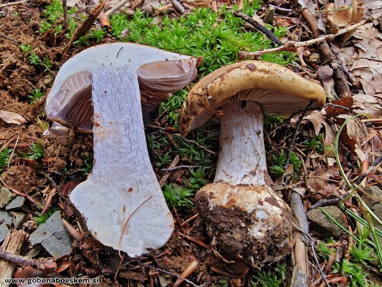 CORTINARIUS SUAVEOLENS3