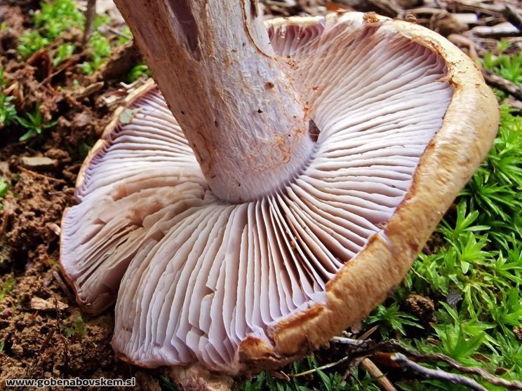 CORTINARIUS SUAVEOLENS4