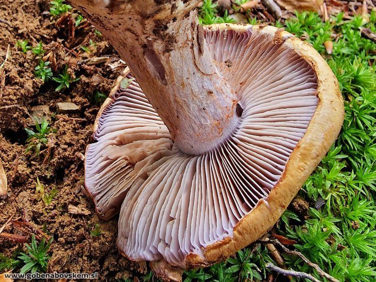 CORTINARIUS SUAVEOLENS5