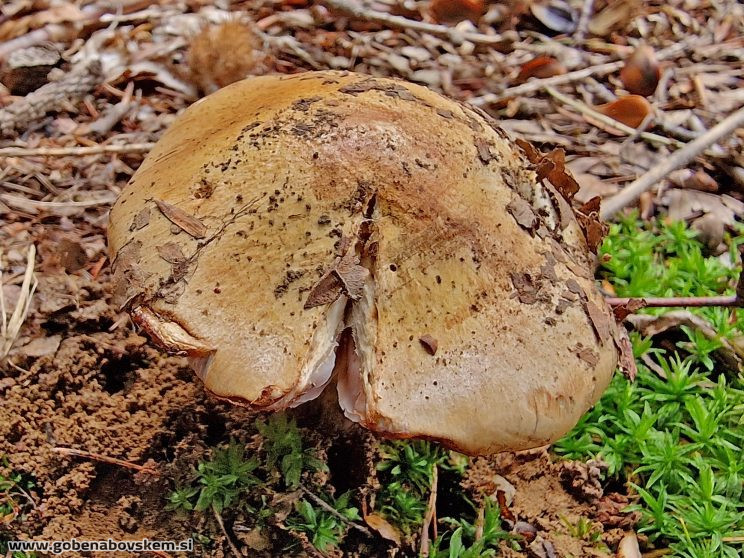 CORTINARIUS SUAVEOLENS6
