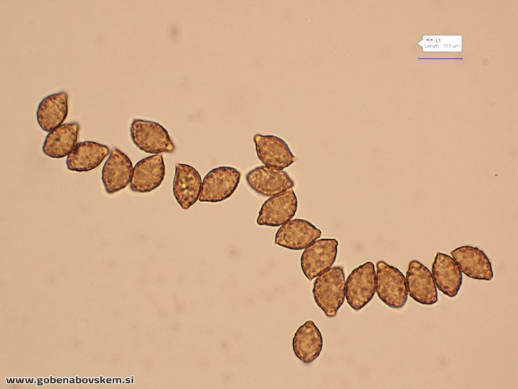 CORTINARIUS SUAVEOLENS7