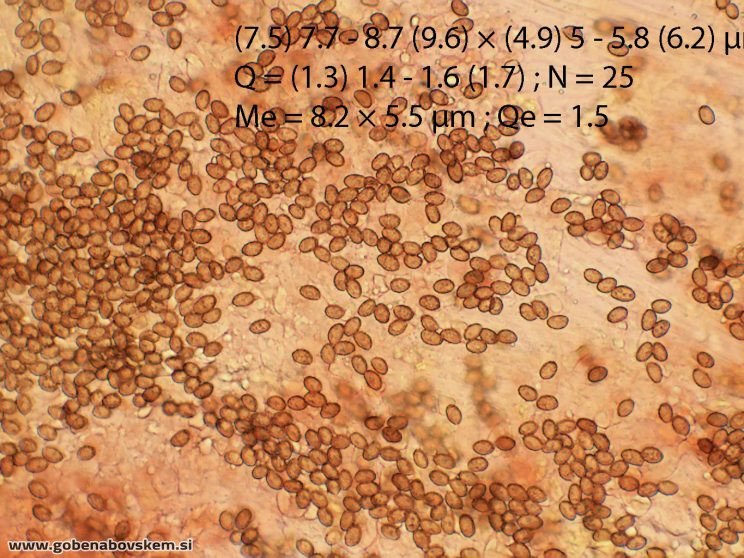 CORTINARIUS pratensis vrsnikjpg (2)