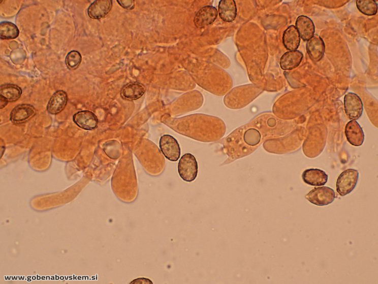 CORTINARIUS pratensis vrsnikjpg (3)