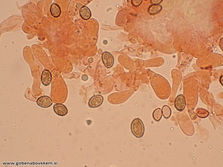 CORTINARIUS pratensis vrsnikjpg (4)