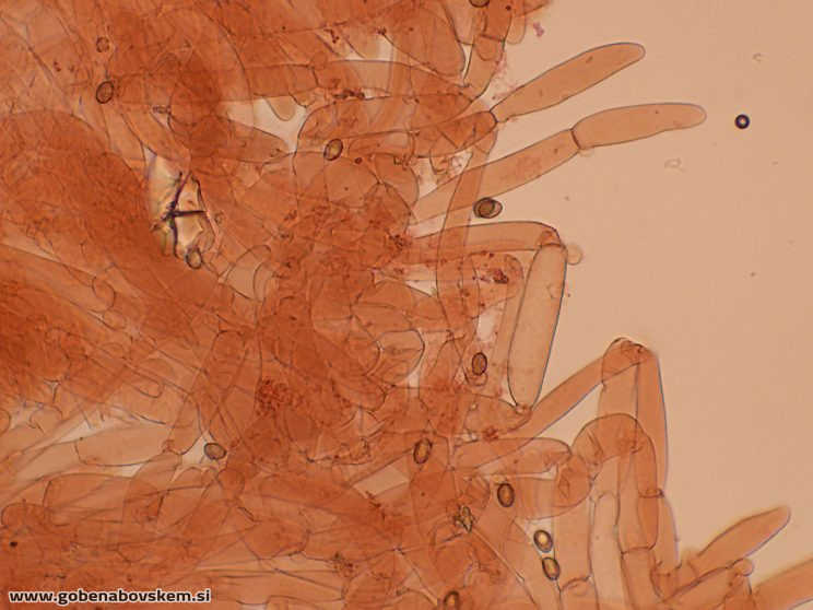 CORTINARIUS pratensis vrsnikjpg (5)