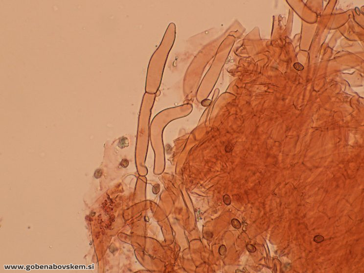 CORTINARIUS pratensis vrsnikjpg (6)