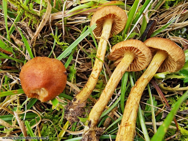 CORTINARIUS pratensis vrsnikjpg (7)