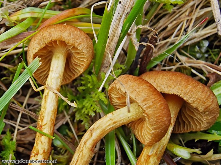 CORTINARIUS pratensis vrsnikjpg (8)