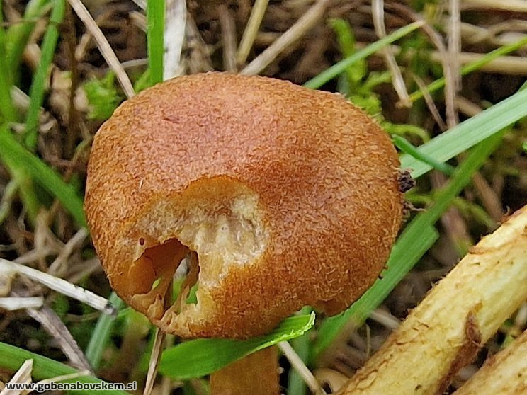 CORTINARIUS pratensis vrsnikjpg (9)