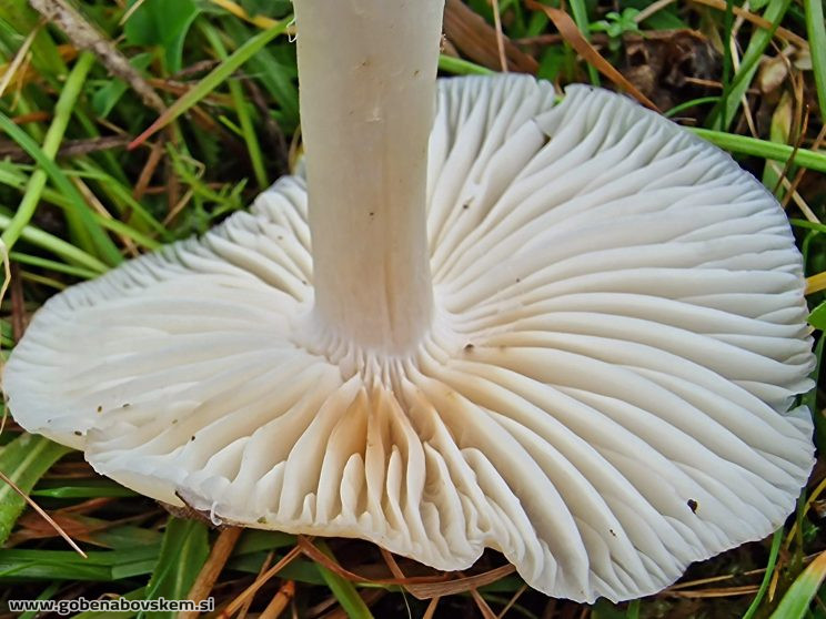 CUPHOPHYLLUS FORNICATA