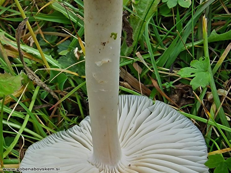 CUPHOPHYLLUS FORNICATA2