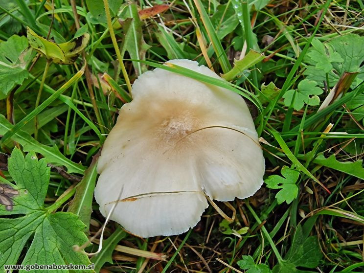 CUPHOPHYLLUS FORNICATA3