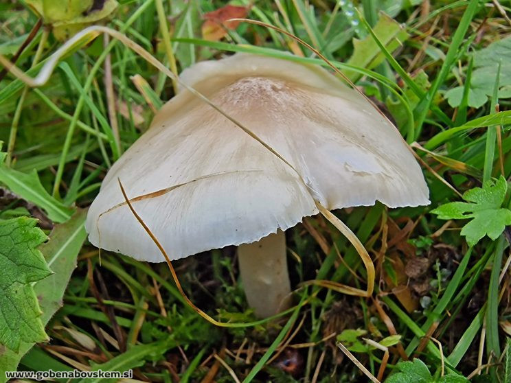 CUPHOPHYLLUS FORNICATA4