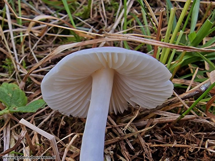 CUPHOPHYLLUS FORNICATA6