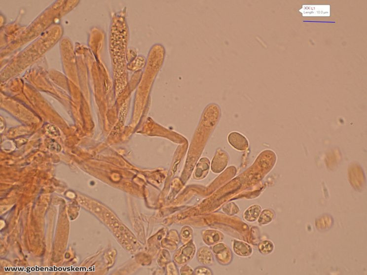 CUPHOPHYLLUS FORNICATUS VRSNIK 2 10 11