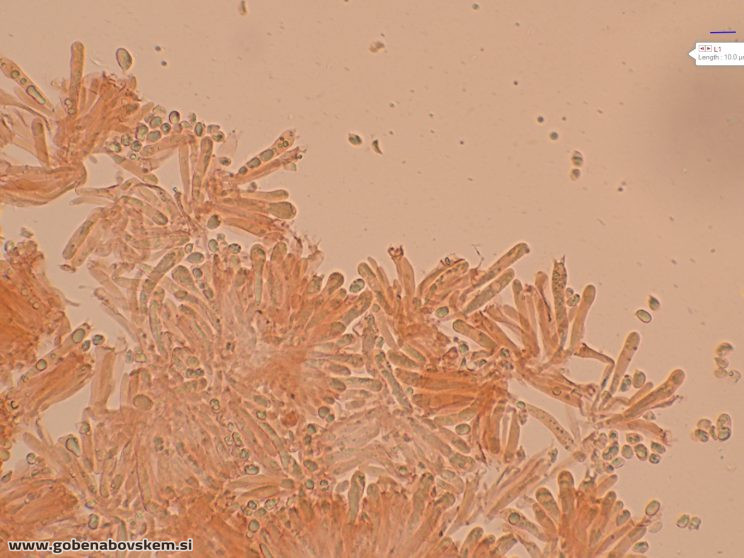 CUPHOPHYLLUS FORNICATUS VRSNIK 2 10 12