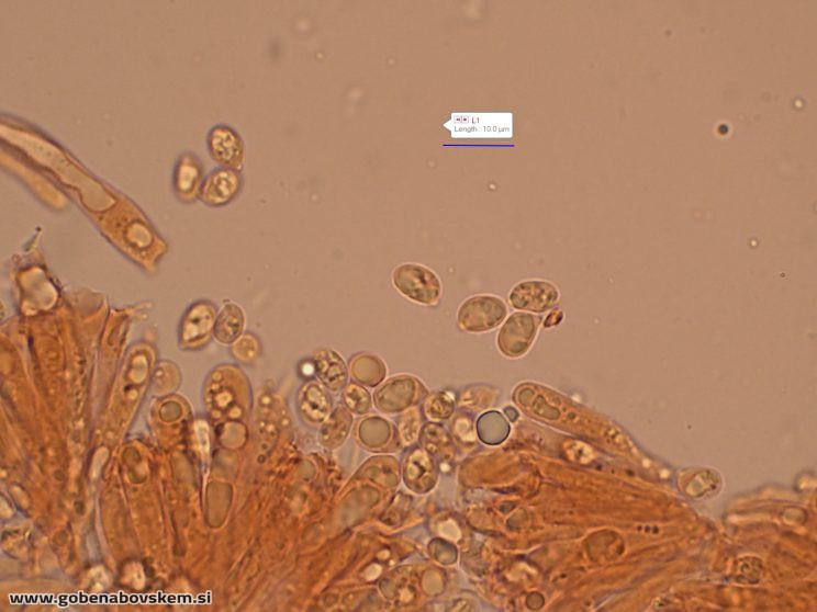 CUPHOPHYLLUS FORNICATUS VRSNIK 2 10 2