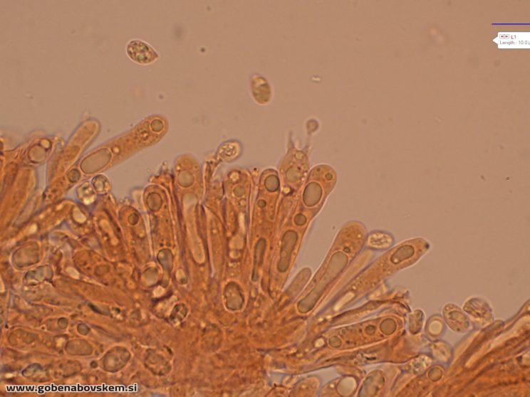 CUPHOPHYLLUS FORNICATUS VRSNIK 2 10 3