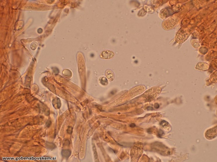 CUPHOPHYLLUS FORNICATUS VRSNIK 2 10 4