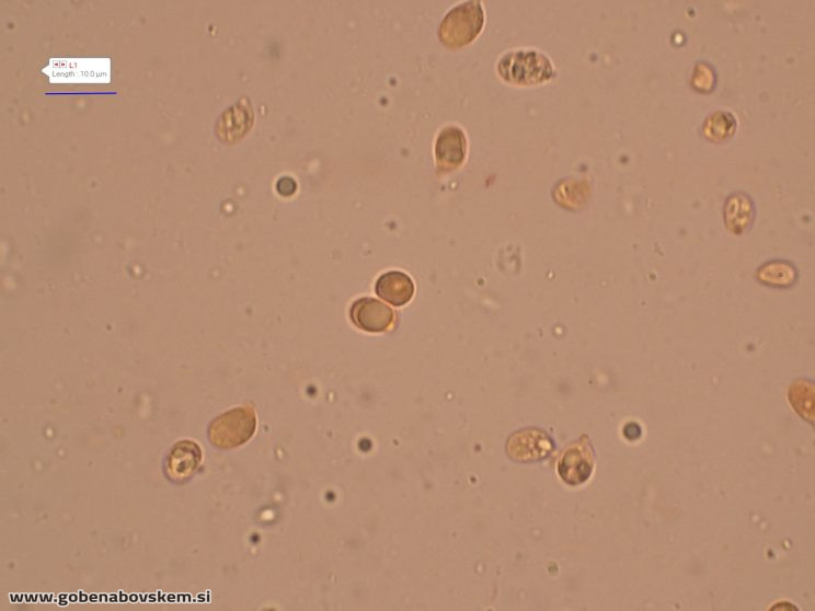 CUPHOPHYLLUS FORNICATUS VRSNIK 2 10 5