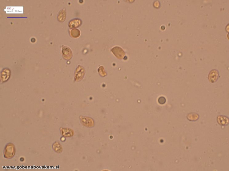 CUPHOPHYLLUS FORNICATUS VRSNIK 2 10 6