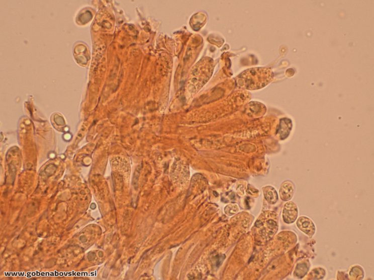 CUPHOPHYLLUS FORNICATUS VRSNIK 2 10