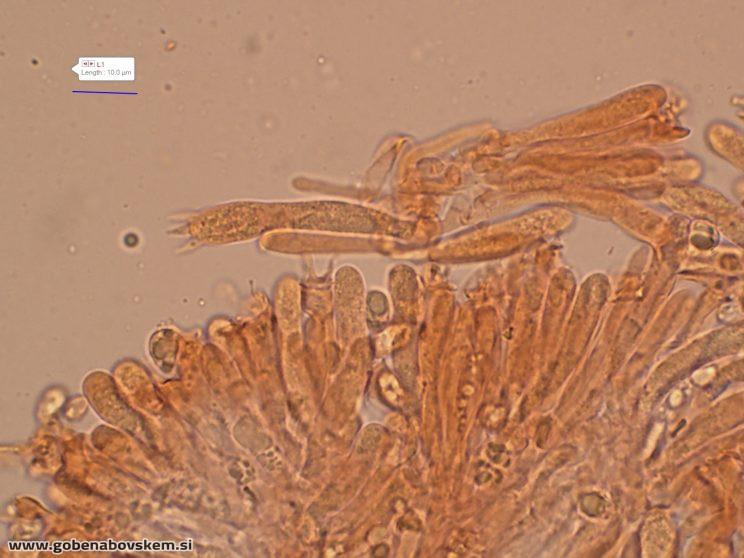 CUPHOPHYLLUS FORNICATUS VRSNIK 2 10 8