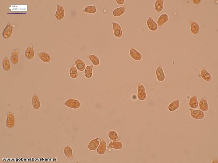 CUPHOPHYLLUS FORNICATUS VRSNIK 25 10 25 3