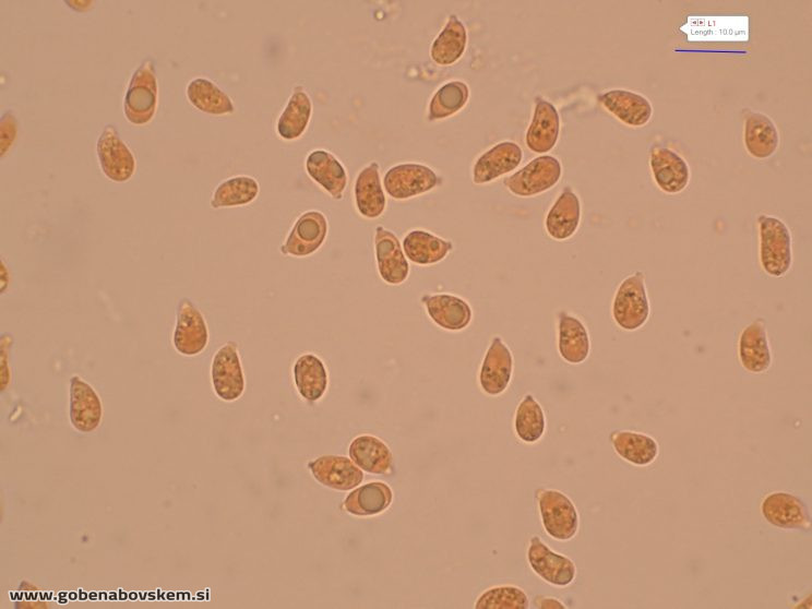 CUPHOPHYLLUS FORNICATUS VRSNIK 25 10 25 4