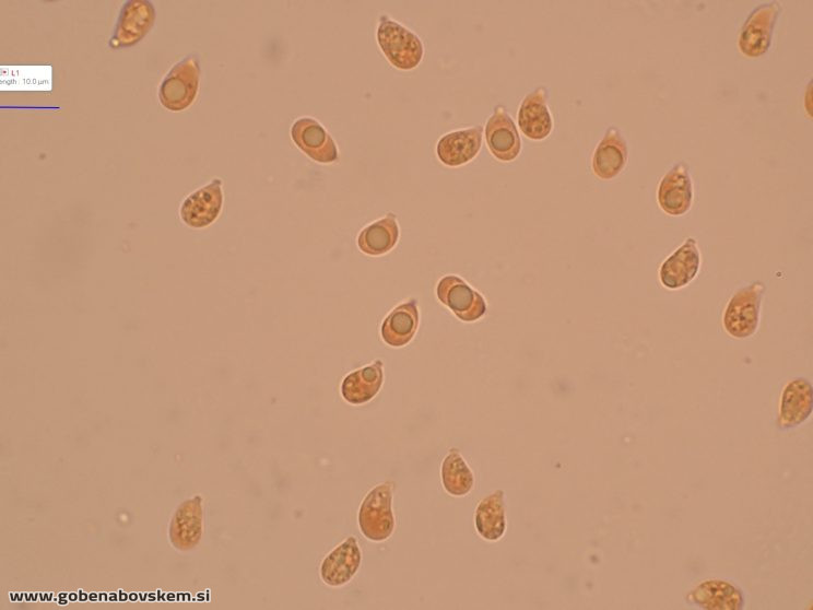 CUPHOPHYLLUS FORNICATUS VRSNIK 25 10 25 5