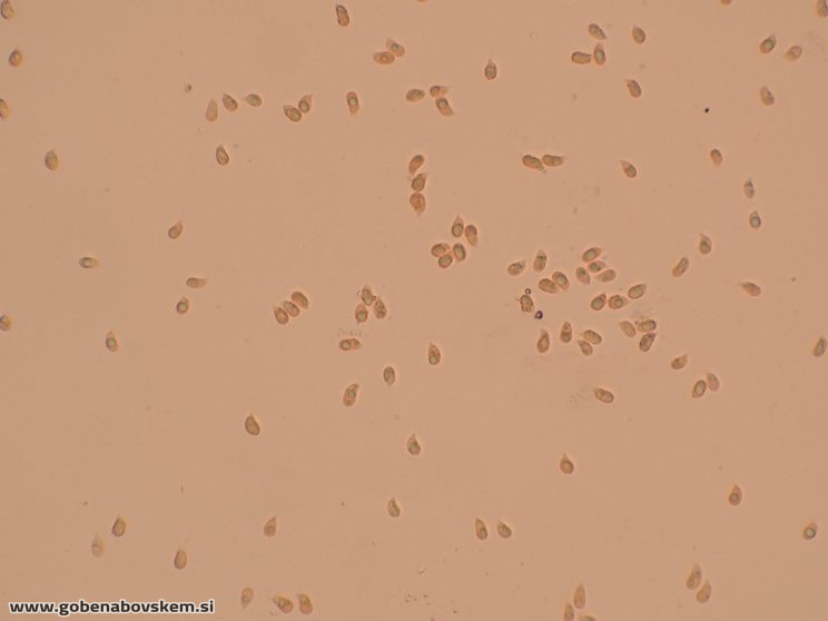 CUPHOPHYLLUS FORNICATUS VRSNIK 25 10 25 6