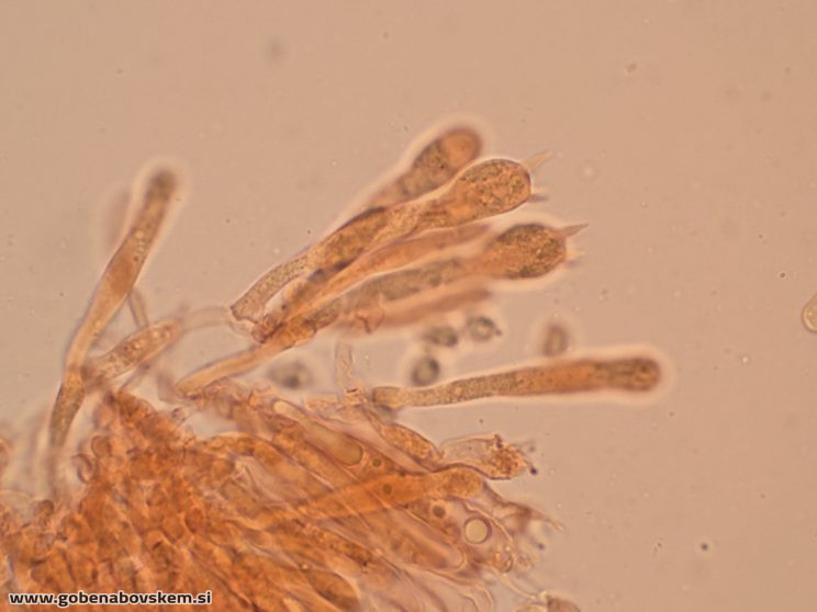 CUPHOPHYLLUS FORNICATUS VRSNIK 25 10 25 7