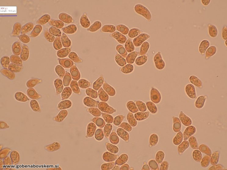 CUPHOPHYLLUS FORNICATUS VRSNIK 25 10 25