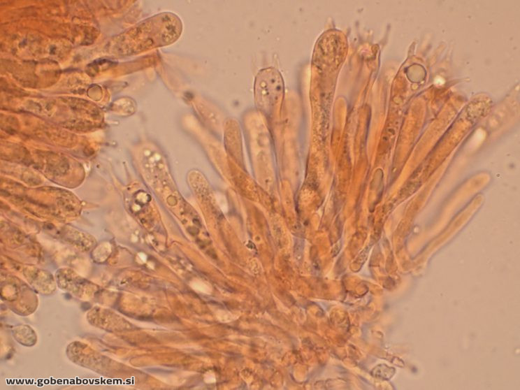 CUPHOPHYLLUS FORNICATUS VRSNIK 25 10 25 8