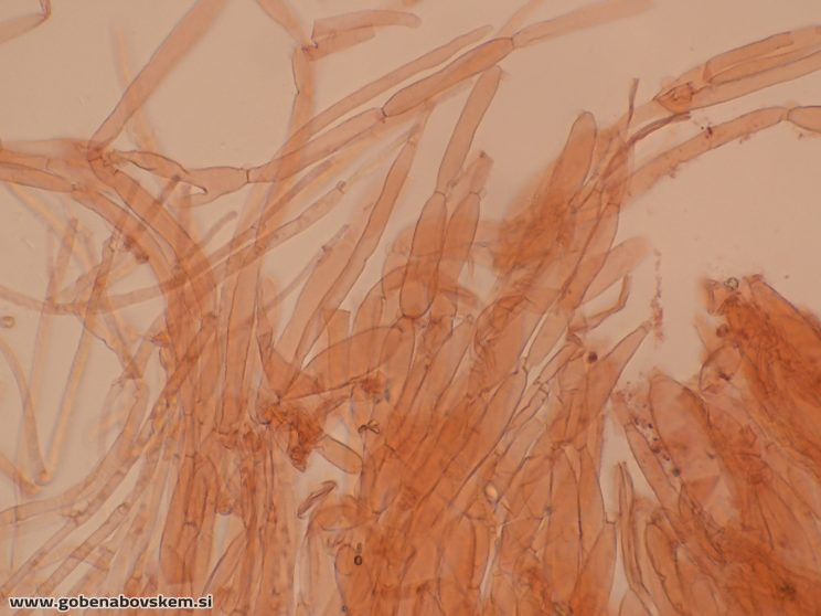 CUPHOPHYLLUS FORNICATUS VRSNIK 25 10 25 PP