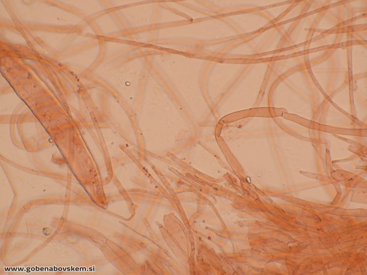 CUPHOPHYLLUS FORNICATUS VRSNIK 25 10 25 PP2