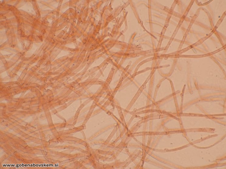 CUPHOPHYLLUS FORNICATUS VRSNIK 25 10 25 PP3