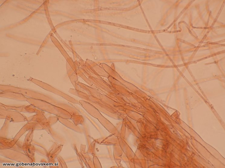 CUPHOPHYLLUS FORNICATUS VRSNIK 25 10 25 PP5